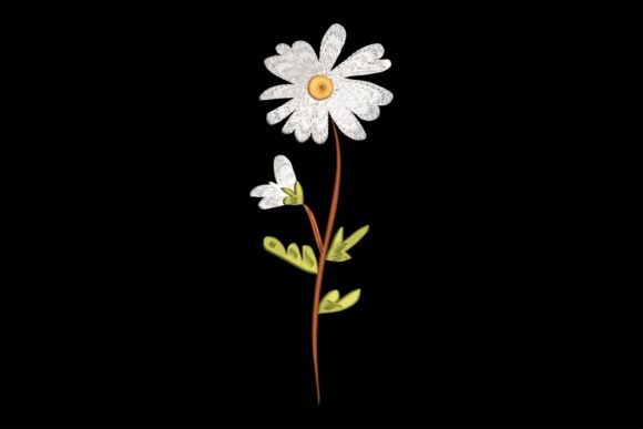 Beautiful Daisy Flower